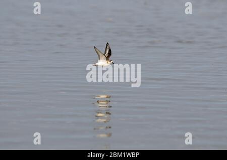 Sanderling, calidris alba, Einzelvogel im Flug über die Uferlinie, Norfolk, England, September, Stockfoto