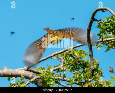 Männchen Yellowhammer (Emberiza citrinella), der an einem sonnigen Tag im Mai von einem Weißdornbaum aus fliegt, West Lothian, Schottland. Stockfoto