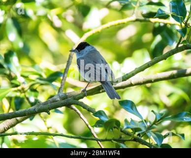 Blackcap (Sylvia atricapilla) in einem Baum, West Lothian, Schottland Großbritannien Stockfoto