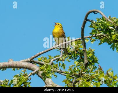 Männlicher Yellowhammer (Emberiza citrinella) singt an einem sonnigen Tag im Mai auf dem Ast eines Weißdornbaums, West Lothian, Schottland. Stockfoto