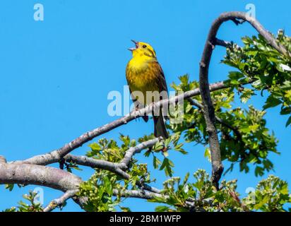 Männlicher Yellowhammer (Emberiza citrinella) singt an einem sonnigen Tag im Mai auf dem Ast eines Weißdornbaums, West Lothian, Schottland. Stockfoto