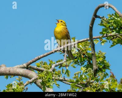 Männlicher Yellowhammer (Emberiza citrinella) singt an einem sonnigen Tag im Mai auf dem Ast eines Weißdornbaums, West Lothian, Schottland. Stockfoto