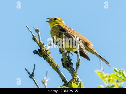 Männlicher Yellowhammer (Emberiza citrinella) singt an einem sonnigen Tag im Mai auf dem Ast eines Weißdornbaums, West Lothian, Schottland. Stockfoto