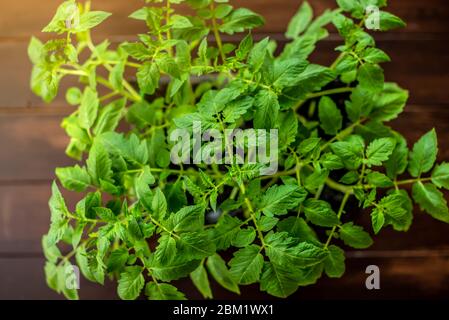 Tomatensämlinge in Töpfen sind in der Nähe des Fensters. Die Sämlinge sind bereit für die Pflanzung im Boden. Das Konzept der landwirtschaftlichen Arbeiten nach der Kultivierung des Kultes Stockfoto