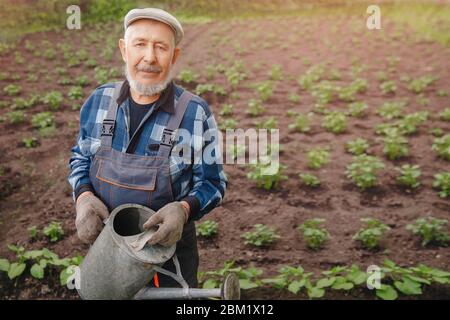 Ältere ältere Mann mit grauen Bart gießt Gießkanne in Gemüsegarten der Pflanze Stockfoto