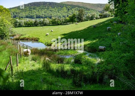 Feuchtgebiet am Rande eines Schaffeldes mit Hügeln im Hintergrund. Stockfoto