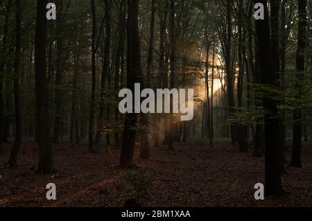 Die Strahlen der aufgehenden Sonne brechen durch die Bäume im Wald bei Sonnenaufgang Stockfoto