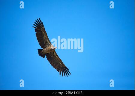 Ruppels Geier im Flug gegen blauen Himmel Stockfoto