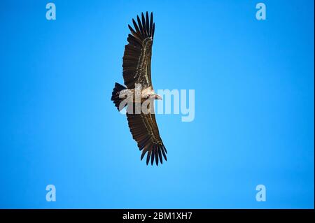 Ruppels Geier im Flug gegen blauen Himmel Stockfoto