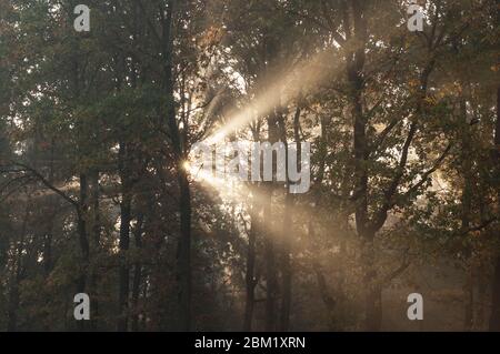 Die Sonne bricht bei Sonnenaufgang durch die Bäume im Wald Stockfoto