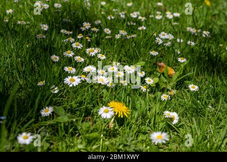 Fleck von gewöhnlichen Gänseblümchen [Bellis perennis] in einem Rasen an einem sonnigen Sommertag in Großbritannien Stockfoto