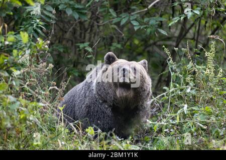 Wilder Braunbär in dichtem Wald, der durch grünes Laub sucht selektiven Fokus Stockfoto