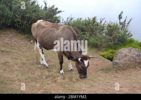 Braune Kuh grasen auf dem Berg der Insel Madeira Stockfoto