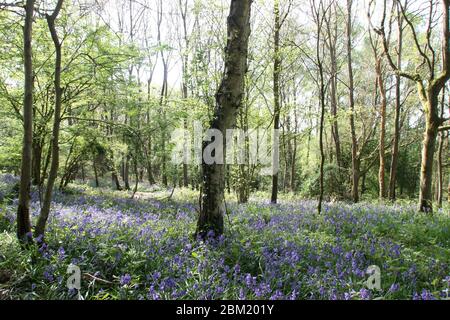 Bluebell Wood Oxfordshire Stockfoto