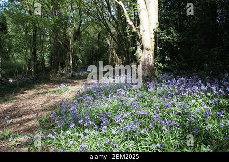 Bluebell Wood Oxfordshire Stockfoto