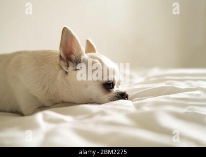 Chihuahua Hund liegt und traurig auf einem weißen Hintergrund Stockfoto