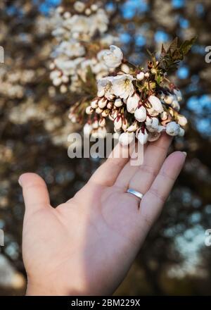 Weibliche Hand mit einem Ehering berührt einen Zweig eines blühenden Baumes mit Blumen. Wilde Kirsche Stockfoto