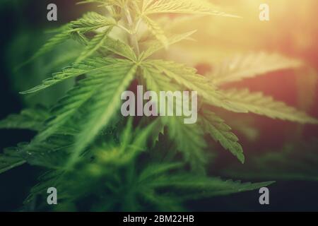 Marihuana Blätter aus nächster Nähe, Cannabis Hintergrund. Licht, Kräuter auf dem Bauernhof Stockfoto