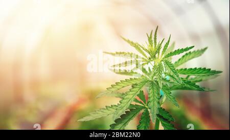 Baby junge Cannabispflanze. Concept Farm Marihuana Plantage Stockfoto