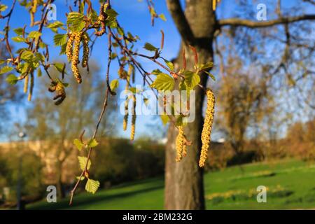 Birke (Betula) blüht oder Kätzchen und grüne Blätter im Frühjahr gegen Parklandschaft. Birkenpollen-Allergie ist eine häufige saisonale Allergie. Stockfoto