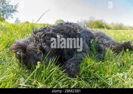 Portugiesischer Wasserhund spielt mit einem Stock Stockfoto