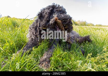 Portugiesischer Wasserhund spielt mit einem Stock Stockfoto