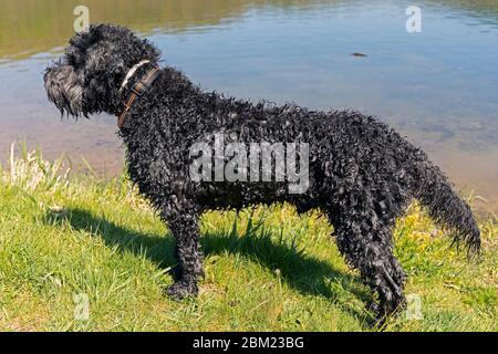 Nass Portugiesisch Water Dog spielen in der Nähe von Lac Sure, Luxemburg Stockfoto