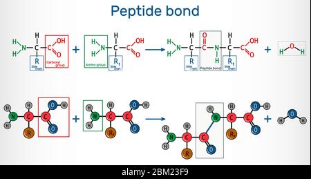 Peptidbindung. Bildung von Amidbindungen aus zwei Aminosäuren als Folge der Proteinbiosynthese-Reaktion. Es ist Prozess ist eine Dehydratation Synthese REA Stock Vektor