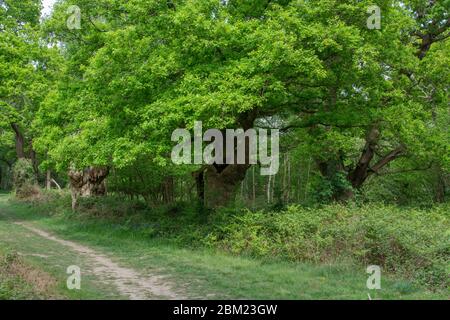 Alte bestäuberten Eichen Stockfoto