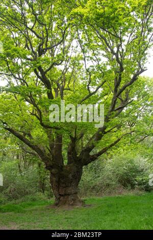 „The Wishing Tree“ Alte, bestäubte Eiche, Ashtead Common Natiopnal Nature Reserve, Surrey, Großbritannien. Stockfoto