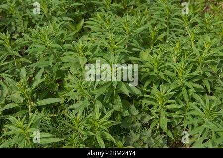 Hintergrund oder Textur des Frühjahrswachstums von Rosebay Willowherb Wilde Blumen (Chamerion angustifolium) in Rural Devon, England, Großbritannien Stockfoto