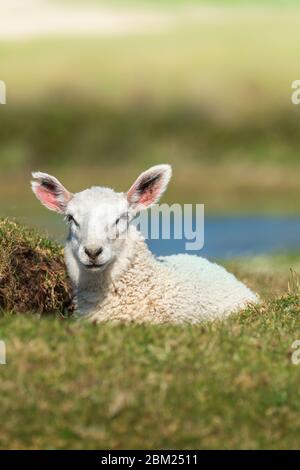 Ein weiterer warmer und sonniger Tag an der Küste in North Devon, während ein Lamm die Sonne auf Northam Burrows bei Appledore genießt. Stockfoto