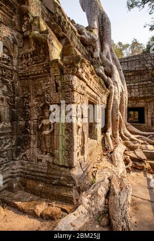 Ta Prohm Tempel, Angkor Wat Tempel Komplex, Siem Reap, Kambodscha. Stockfoto