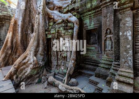 Ta Prohm Tempel, Angkor Wat Tempel Komplex, Siem Reap, Kambodscha. Stockfoto