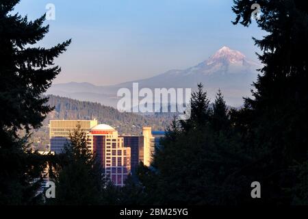 Blick auf die Innenstadt und Mt Hood vom Rose Garden in Portland, Oregon. Stockfoto