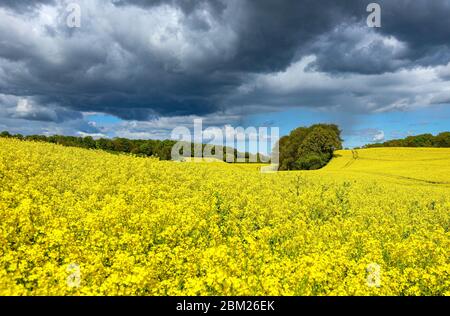 Schleswig-Holstein, Deutschland, ist für diese schönen gelben Rapsfelder im Frühjahr bekannt. Stockfoto