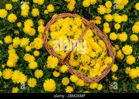 Blühende Löwenzahn Blüten in einem Weidenkorb auf natürlichem Hintergrund. Direkt über dem Schuss. Stockfoto
