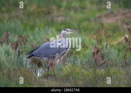 Graureiher, Ardea cinerea, einzelne unreife stehend in langem Gras. Aufgenommen Im Oktober. Isle of Islay, Argyll, Schottland, Großbritannien. Stockfoto