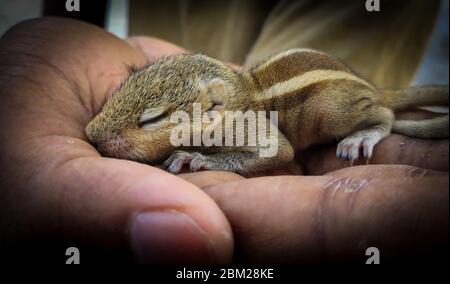 Baby Eichhörnchen schlafen auf menschlicher Hand, gemein indisches Baby Eichhörnchen schlafen. Stockfoto