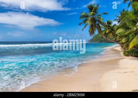 Palmen am tropischen Strand Sommerurlaub Stockfoto