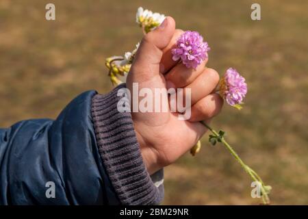 Die Hand eines kleinen Mädchens hält einige wilde Blumen in verschiedenen Farben Stockfoto