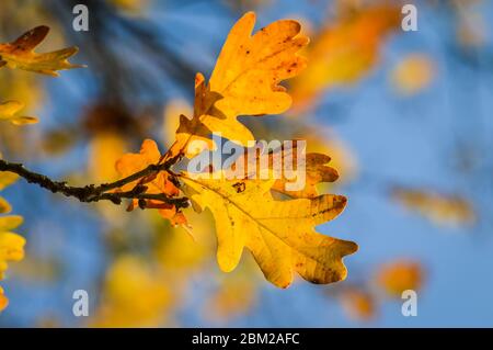 Sonnenlicht durch gelbe und orangefarbene Blätter einer Eiche im Herbst - Hintergrund Stockfoto