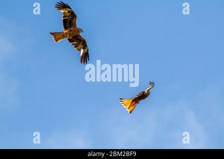 Rotmilane (Milvus milvus) aktiv am Himmel während der Paarungszeit bei ruhmreicheren Yorkshire Wetter, Burley Moor, West Yorkshire, Großbritannien Stockfoto