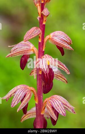 Gestreifte Korallwurzel (Corallorhiza striata) entlang des McKenzie River National Recreation Trail, Willamette National Forest, Oregon Stockfoto