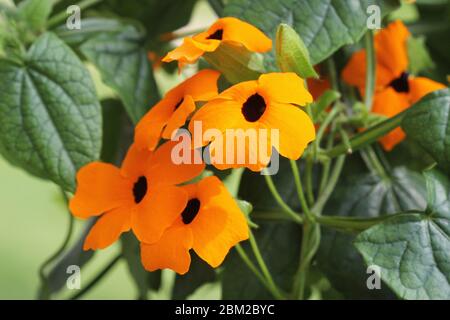 Thunbergia, allgemein bekannt als orangener Uhrwein oder orangener Trompetenwein Stockfoto