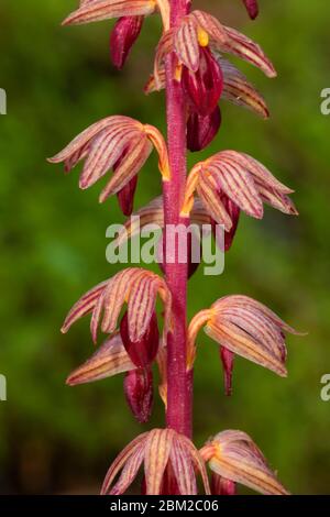 Gestreifte Korallwurzel (Corallorhiza striata) entlang des McKenzie River National Recreation Trail, Willamette National Forest, Oregon Stockfoto