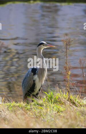 Graureiher, Ardea cinerea, alleinerziehend neben dem See. Aufgenommen Im Oktober. Regent's Park, London, Großbritannien. Stockfoto