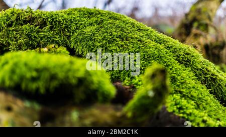 Nahaufnahme von Moos auf einem toten Baumstamm Stockfoto