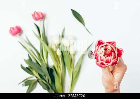 Overhead Ansicht weibliche Hand hält schöne rosa Tulpe über Bündel von Blumen und grünen Blättern auf weißem Tisch. Stockfoto