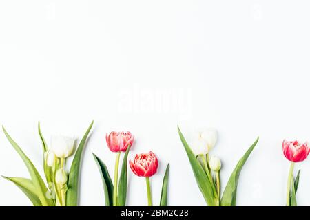 Floral flach legen Zusammensetzung von frischen Tulpen Blumen in Reihe auf weißem Hintergrund mit Kopierraum. Stockfoto